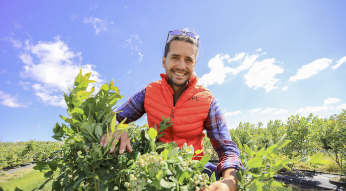 Borówki pod koniec czerwca – owoce rosną, ale ..