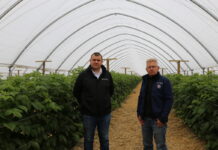 Nowe, biologiczne rozwiązania w tunelowej uprawie malin. Również dla malin w uprawie polowej