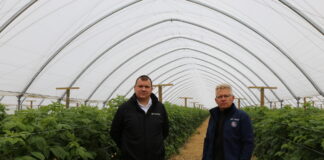 Nowe, biologiczne rozwiązania w tunelowej uprawie malin. Również dla malin w uprawie polowej