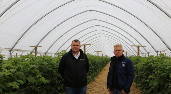 Nowe, biologiczne rozwiązania w tunelowej uprawie malin. Również dla malin w uprawie polowej