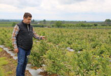 Borówka przekwita – uwaga na choroby