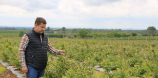 Borówka przekwita – uwaga na choroby