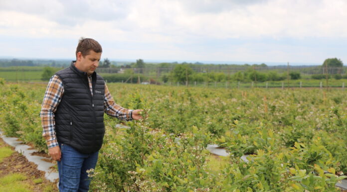 Borówka przekwita – uwaga na choroby