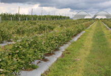 Ważne zabiegi na plantacjach borówki pod koniec kwitnienia