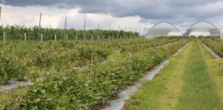 Ważne zabiegi na plantacjach borówki pod koniec kwitnienia