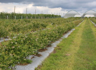 Ważne zabiegi na plantacjach borówki pod koniec kwitnienia