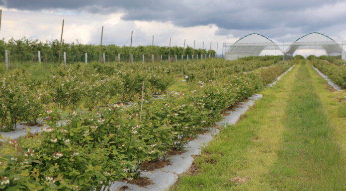 Ważne zabiegi na plantacjach borówki pod koniec kwitnienia