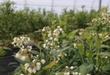 Rekomendacje dla borówki ograniczające wpływ warunków stresowych oraz zwalczające szkodniki