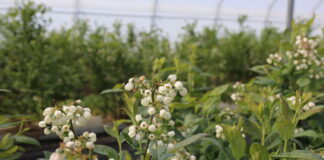 Rekomendacje dla borówki ograniczające wpływ warunków stresowych oraz zwalczające szkodniki