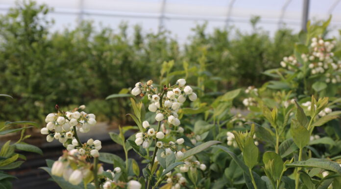 Rekomendacje dla borówki ograniczające wpływ warunków stresowych oraz zwalczające szkodniki