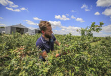 Nawożenie borówki na wysoką jakość owoców