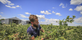 Nawożenie borówki na wysoką jakość owoców