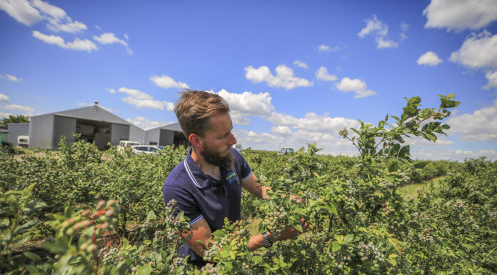 Nawożenie borówki na wysoką jakość owoców