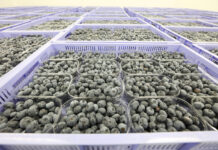 Produkcja borówki przestaje być opłacalna? Te cyfry mogą szokować!