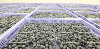 Produkcja borówki przestaje być opłacalna? Te cyfry mogą szokować!