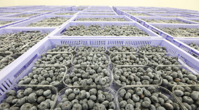 Produkcja borówki przestaje być opłacalna? Te cyfry mogą szokować!