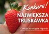 Konkurs! Wybieramy największą truskawkę sezonu 2022 konkurs największa truskawka
