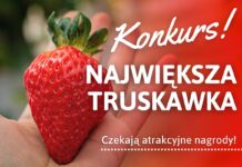 Konkurs! Wybieramy największą truskawkę sezonu 2022 konkurs największa truskawka
