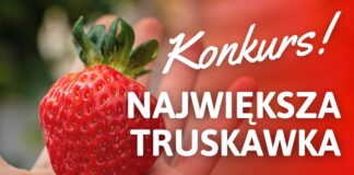 Konkurs! Wybieramy największą truskawkę sezonu 2022 konkurs największa truskawka
