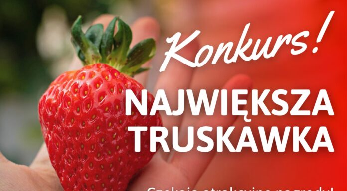 Konkurs! Wybieramy największą truskawkę sezonu 2022 konkurs największa truskawka