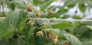 Ważne zabiegi ochroniarskie w okresie poprzedzającym zbiory malin