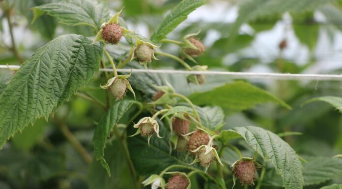 Ważne zabiegi ochroniarskie w okresie poprzedzającym zbiory malin
