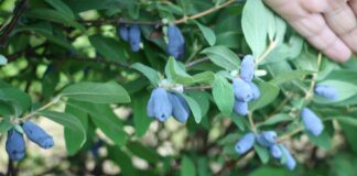 Jagoda kamczacka – z szansą dla profesjonalistów