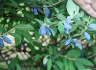 Jagoda kamczacka – z szansą dla profesjonalistów