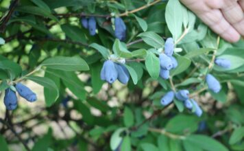 Jagoda kamczacka – z szansą dla profesjonalistów