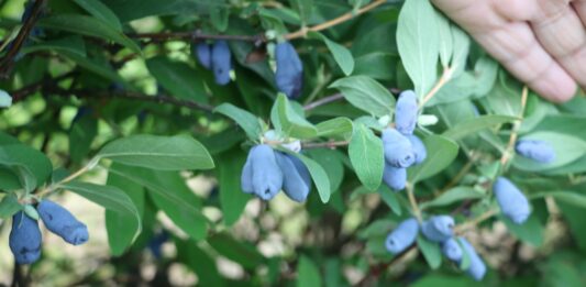 Jagoda kamczacka – z szansą dla profesjonalistów