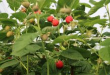 Serbowie niezadowoleni z cen malin, grożą wstrzymaniem zbiorów, plony też niższe