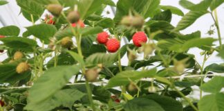 Zadbajmy o jakość malin – te zabiegi się opłacają