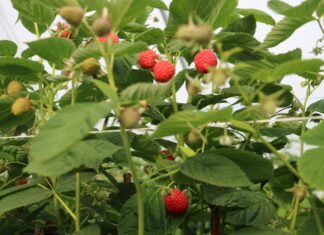 Serbowie niezadowoleni z cen malin, grożą wstrzymaniem zbiorów, plony też niższe