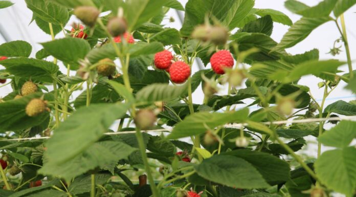 Zadbajmy o jakość malin – te zabiegi się opłacają