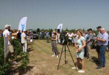 Świętokrzyskie pokazy porzeczkowe