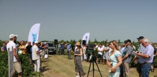 Świętokrzyskie pokazy porzeczkowe