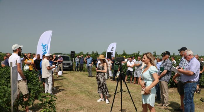 Świętokrzyskie pokazy porzeczkowe