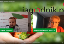 Trudne lata przed producentami truskawek przemysłowych