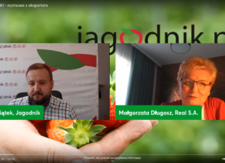 Trudne lata przed producentami truskawek przemysłowych