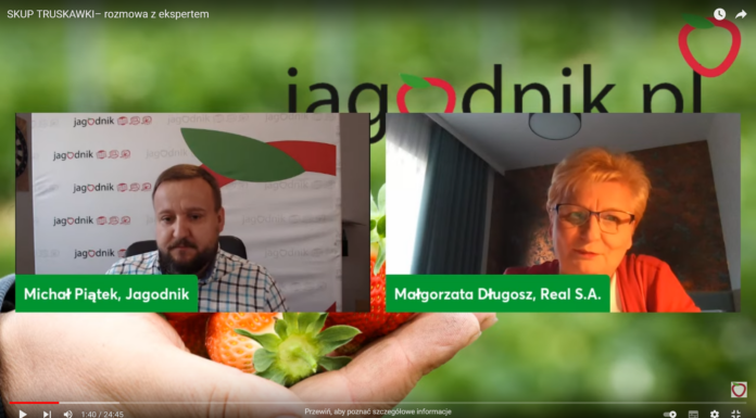 Trudne lata przed producentami truskawek przemysłowych