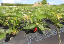 Zdrowe truskawki, dochodowa produkcja