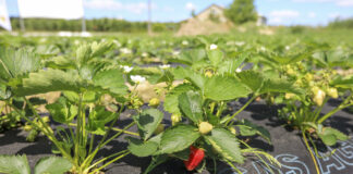 Zdrowe truskawki, dochodowa produkcja