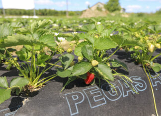 Zdrowe truskawki, dochodowa produkcja