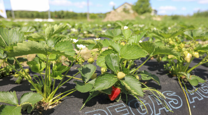 Zdrowe truskawki, dochodowa produkcja