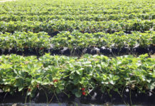 Zdrowe truskawki, opłacalna produkcja – podsumowanie webinarium