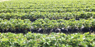 Zdrowe truskawki, opłacalna produkcja – podsumowanie webinarium