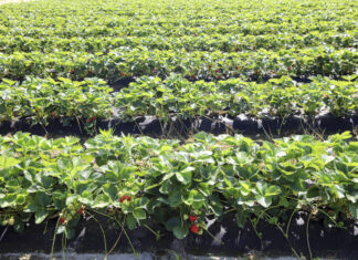 Zdrowe truskawki, opłacalna produkcja – podsumowanie webinarium