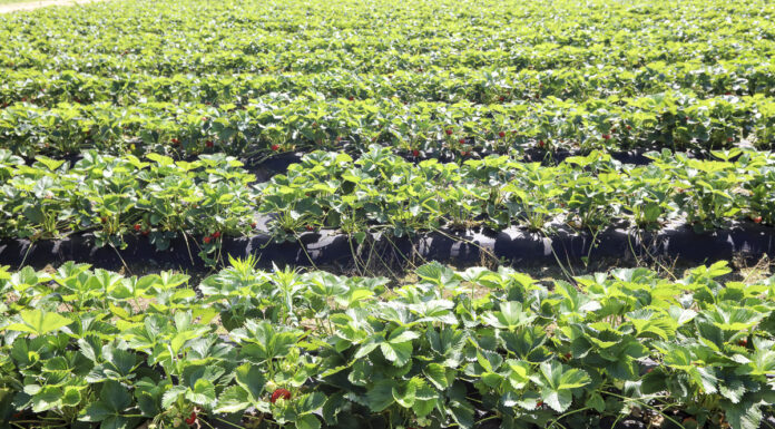 Zdrowe truskawki, opłacalna produkcja – podsumowanie webinarium