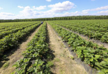 Produkcja truskawek w Planie Strategicznym dla WPR na lata 2023-2027 – będą dopłaty, ale są też zagrożenia