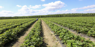 Produkcja truskawek w Planie Strategicznym dla WPR na lata 2023-2027 – będą dopłaty, ale są też zagrożenia